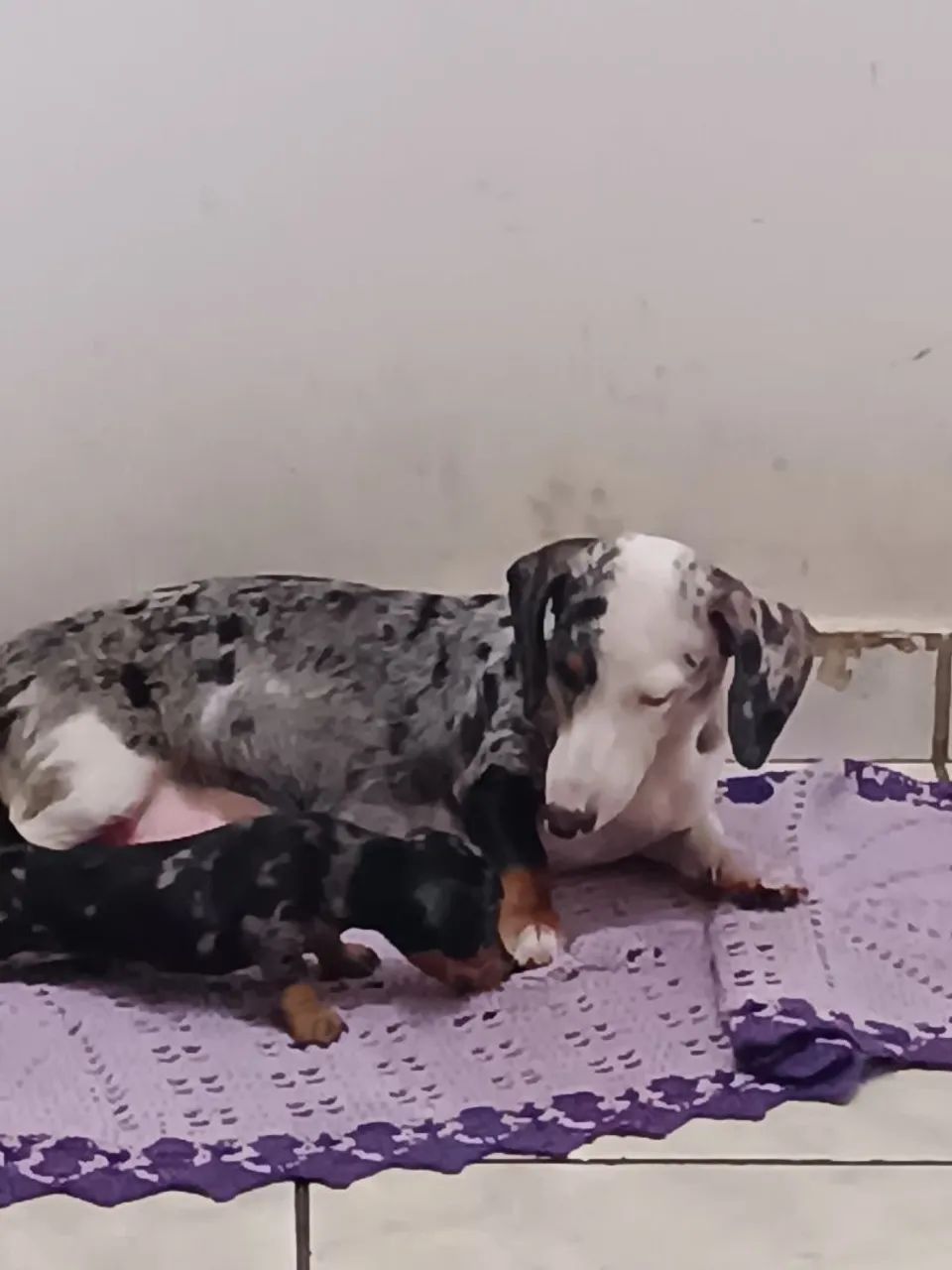 Filhotes Dachshund - Foto 2