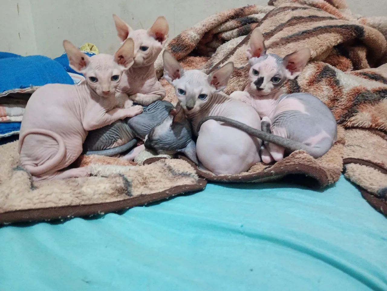 Gatos sphynx  - Foto 2