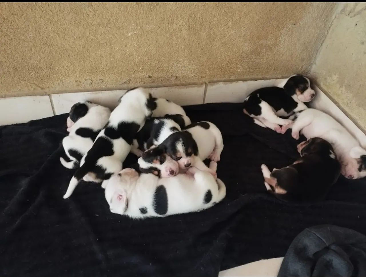 Filhote Beagle disponível $  - Foto 2