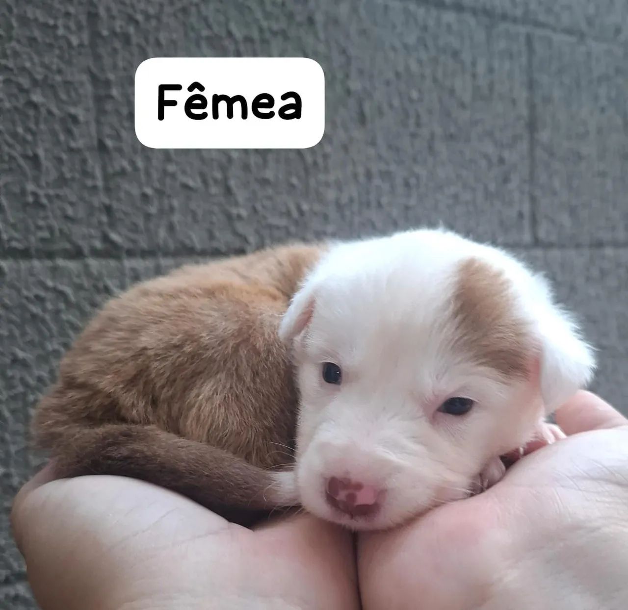 Filhotes de Border Collie