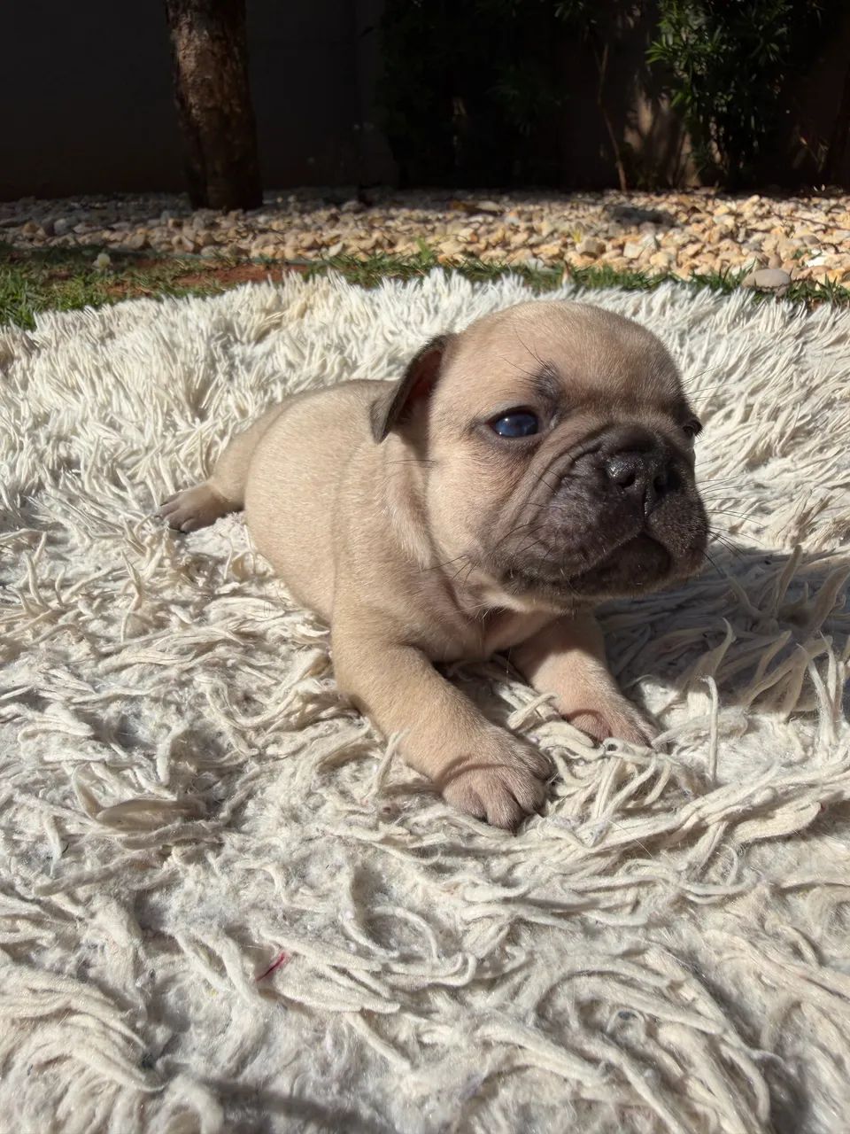 Vendo Buldogue Francês  - Foto 3