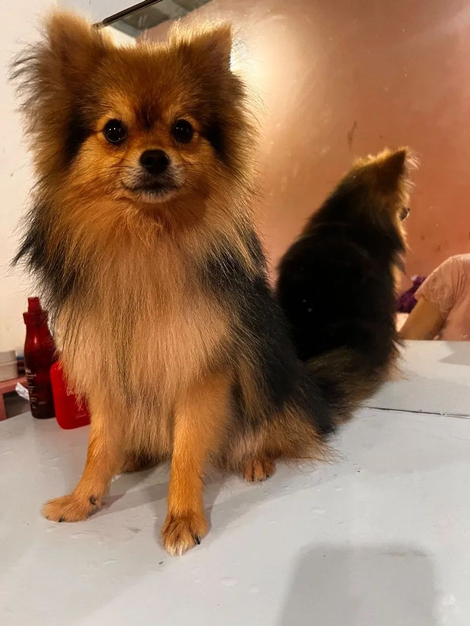 Spitz adulto mini macho - Foto 2
