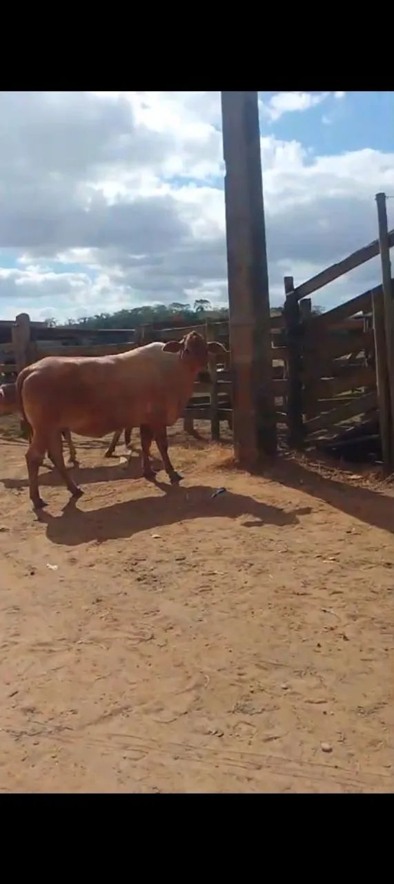 Vaca boa para corte
