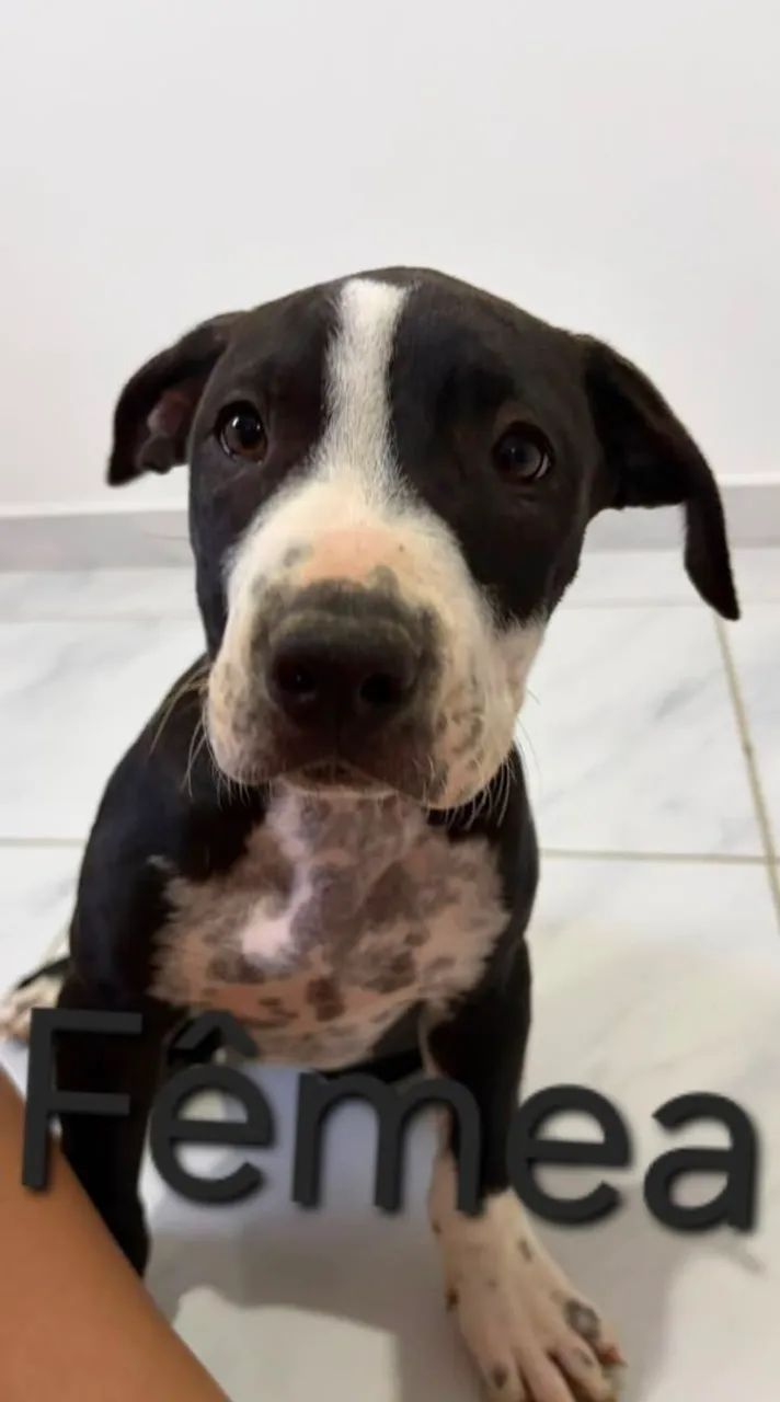 Pitbull - Foto 2