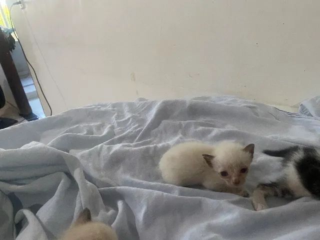 Adoção de gatinhos  - Foto 3