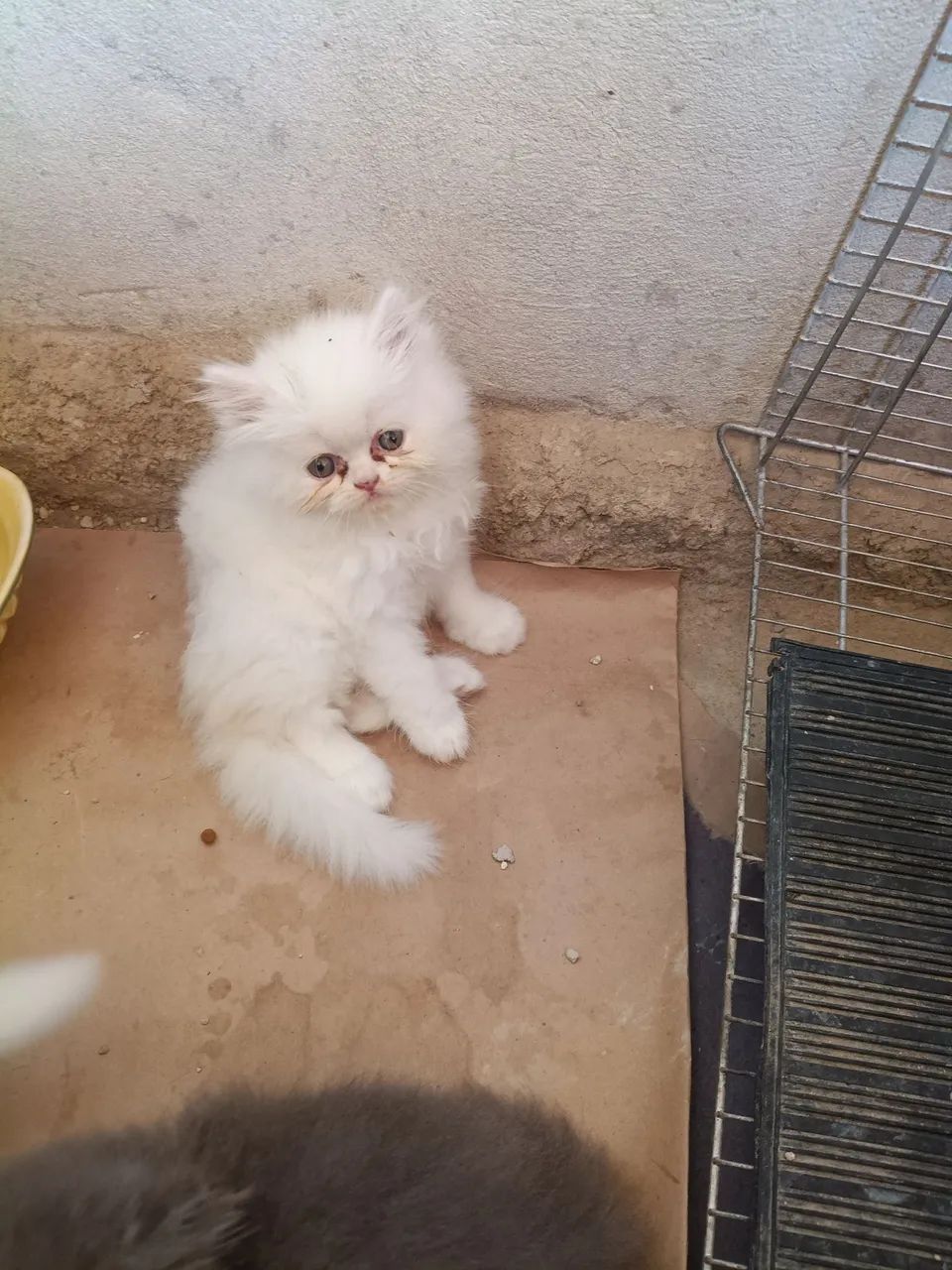 Vende gatos persa  - Foto 2