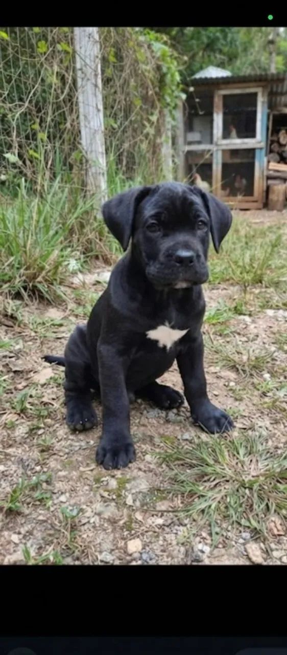 Fêmea de cane corso  - Foto 3