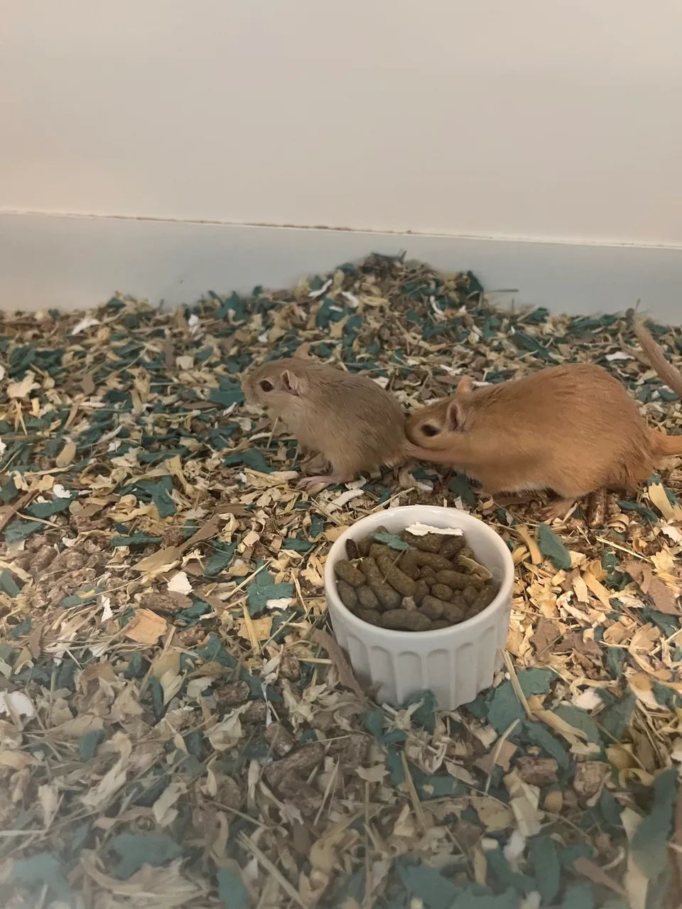 Doação Gerbil - Foto 4