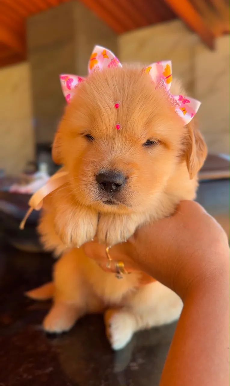 Filhote de golden retriever  - Foto 2