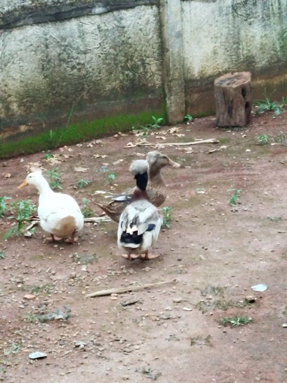 Marreco pompom  - Foto 2