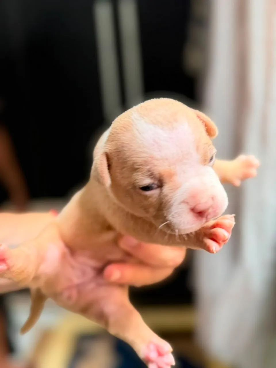 American Bully Micro - Foto 2