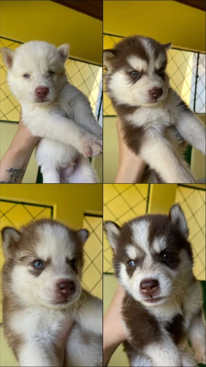 Husky siberiano  - Foto 2