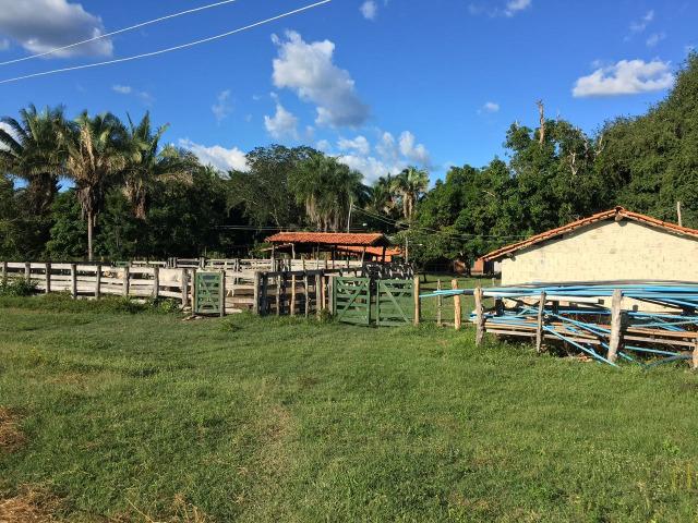 Fazenda com 980 hectares no município de Palmeirais-PI, 95 km de Teresina - Foto 9