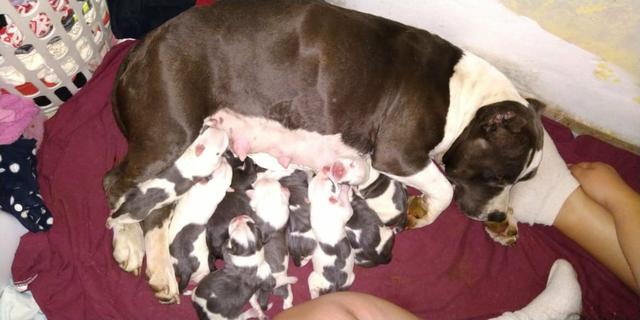Filhotes American Bully Pocket disponíveis - Foto 2