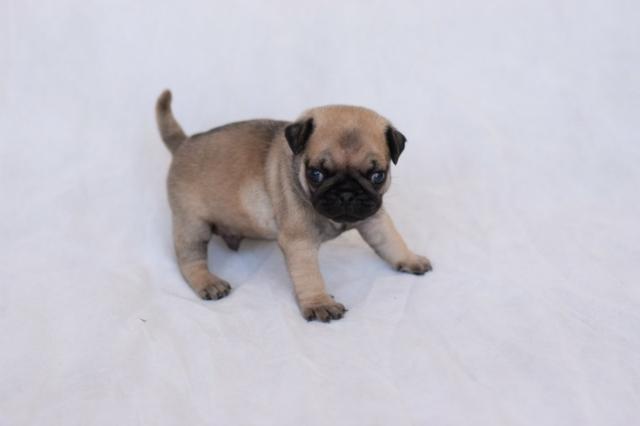 PUGs Fêmeas c/ Pedigree e Linhagem de Campeões - Foto 4