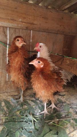 Trio de frisadas - Foto 4