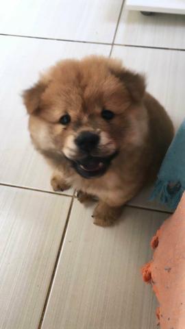 Vende-se Chow chow - Foto 4
