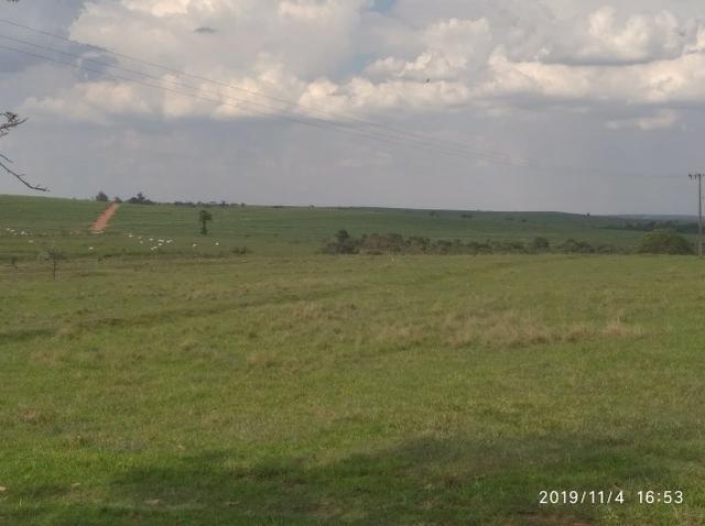 Vendo fazenda 250 alqueires próxima a presidente prudente - Foto 11