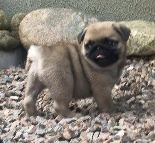 Lindos Filhotes de Pug - Foto 3