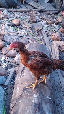 Galinhas de raça