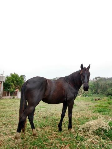 Vendo cavalo