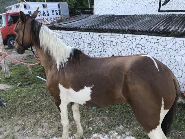 Cavalo pampa de marcha picada - Foto 4