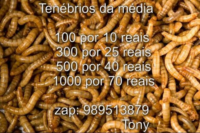 Tenébrios molitore