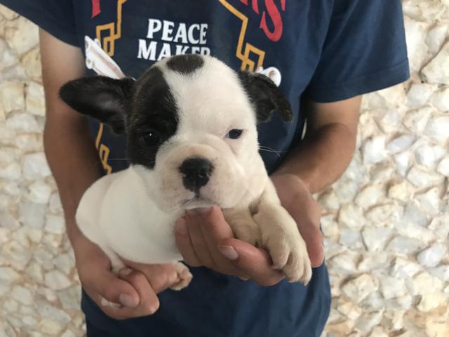 Bulldog Frances com pedigree e microchip - Foto 5