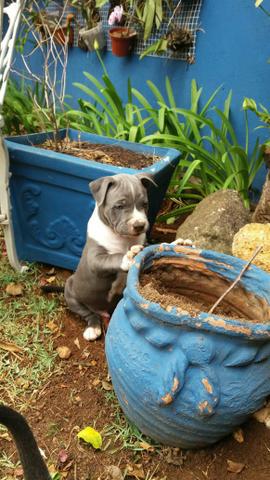 Filhotes de American Staffordshire Terrier - PRONTA ENTREGA - Foto 2