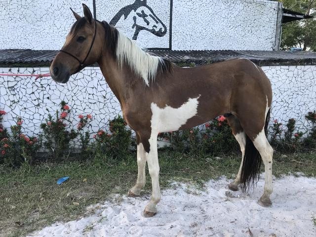 Cavalo pampa de marcha picada - Foto 6