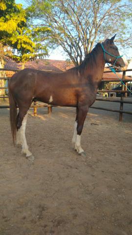Cavalo Mangalarga Paulista - Foto 2