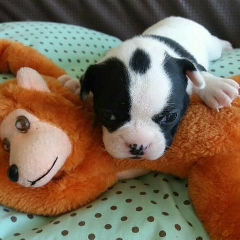 Bulldog Francês Lindo!