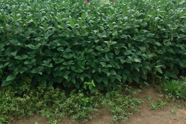 Fazenda em Amambai-MS
