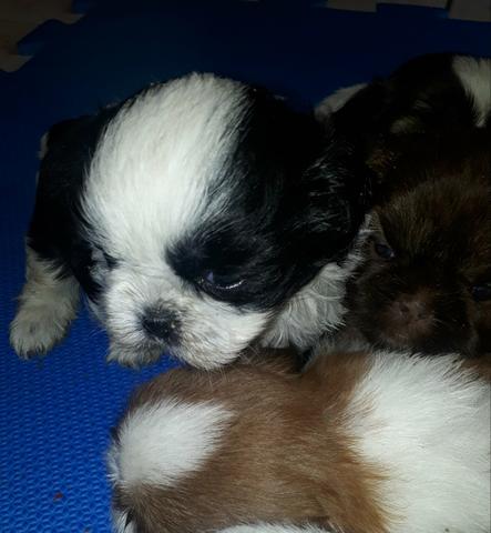 Shih Tzu Macho - Foto 3