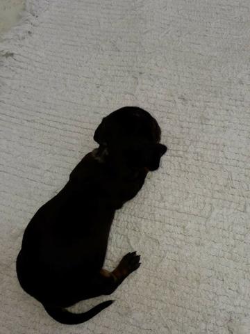 Filhote de Dachshund basset salsichinha "cofap" - Foto 2