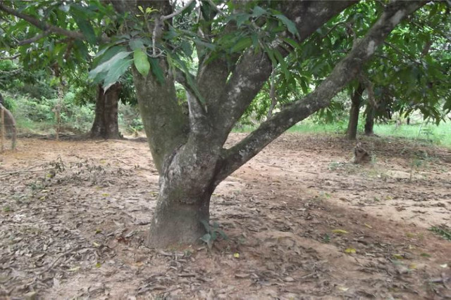 1.000 metros com Riacho OPortunidade Serra do Cipo - Foto 3