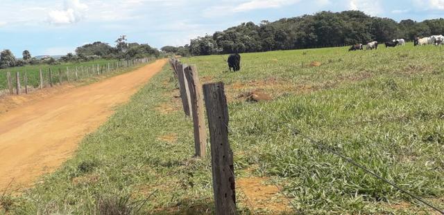 Vendo Chácara com 4 alqueires em Piracanjuba aceito proposta avista - Foto 4