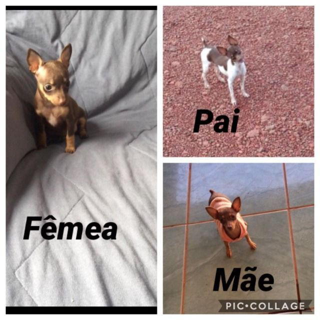 Pinscher 0, fêmea minuscula - Foto 2