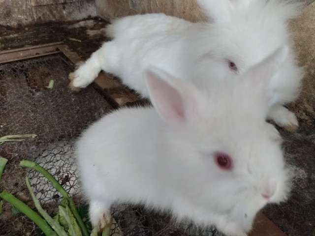 Mini coelhos lion de olhos vermelhos - Foto 4