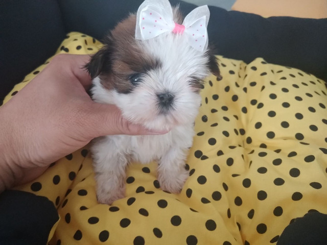 SHIH TZU - Foto 6