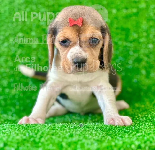 Beagle sales dog olx