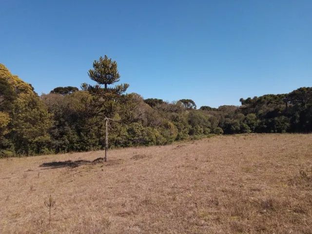 Chácara 2,0 Ha Dalagno - Foto 3