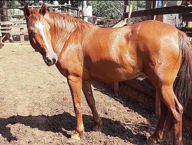 Vende se égua  - Foto 4