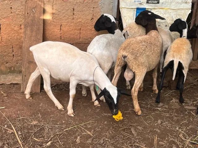 Carneiros e Borregos - Foto 5