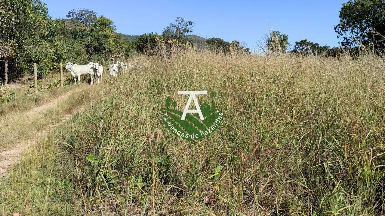 Fazenda no Faina GO 38 alq - Foto 4