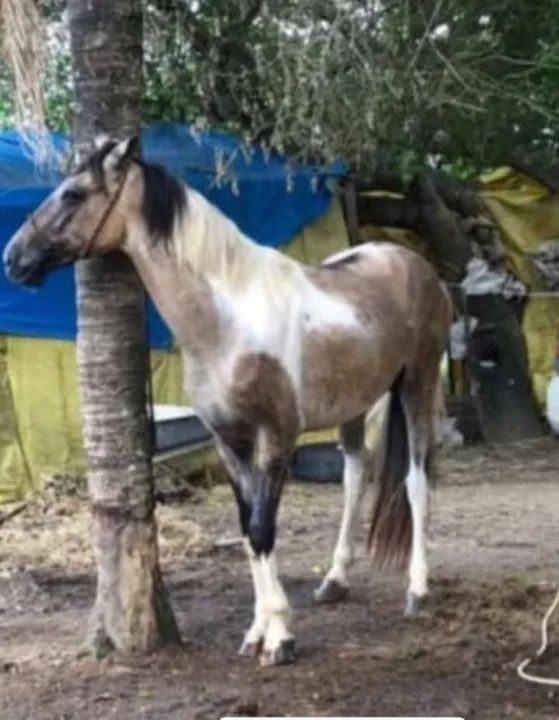 Potro Mangalarga Marchador 