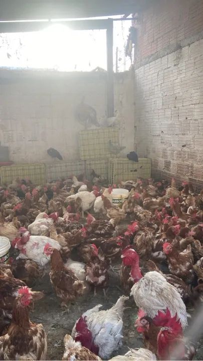 Galinha vermelha - Caipirinha