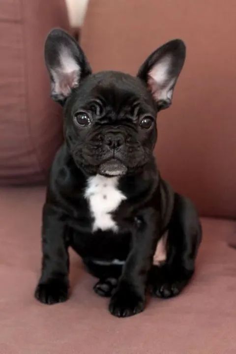 Bulldog Francês lindos filhotes prontos 
