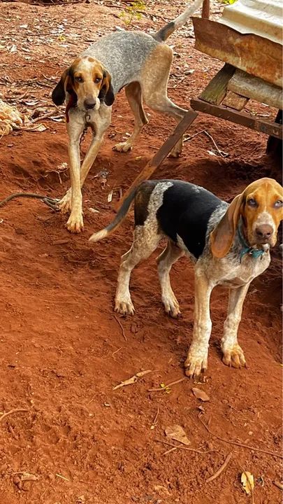 Kenyalogy Albino Bloodhound Bloodhound Blue Tick Kenyalogy
