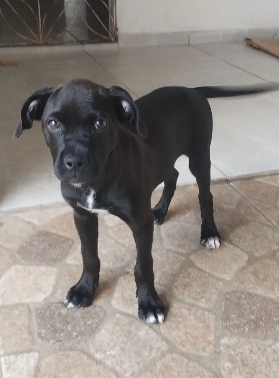 Filhote de Pitbull para adoção